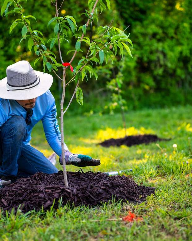 Planting a young tree and finishing the bed with fresh mulch.