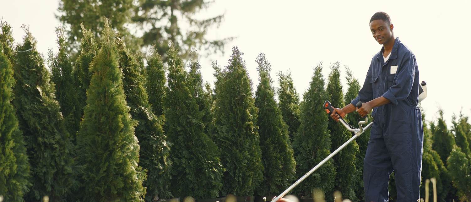 A worker trimming grass along a row of evergreens in evening light.