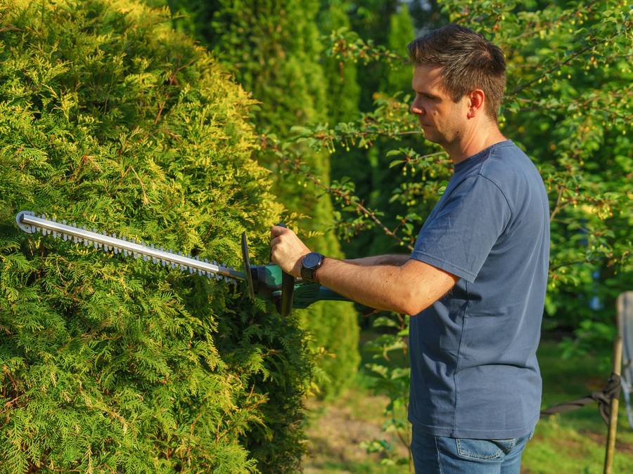 Trimming a hedge with a powered hedge trimmer on a summer day.