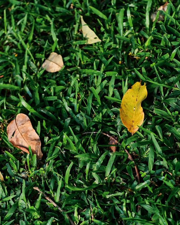 Fallen leaves scattered across thick green grass.